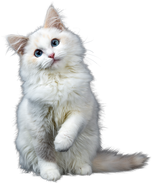 White Fluffy Cat Cutout 